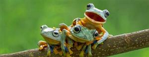 frogs