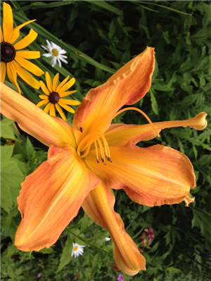 flowers