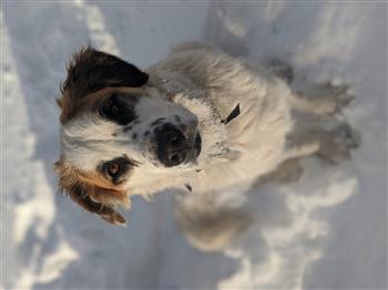 Happy Boi