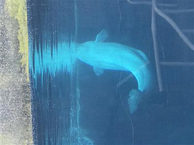 Beluga