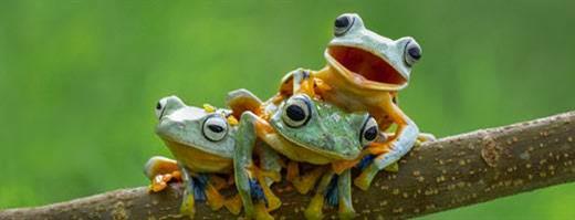 frogs
